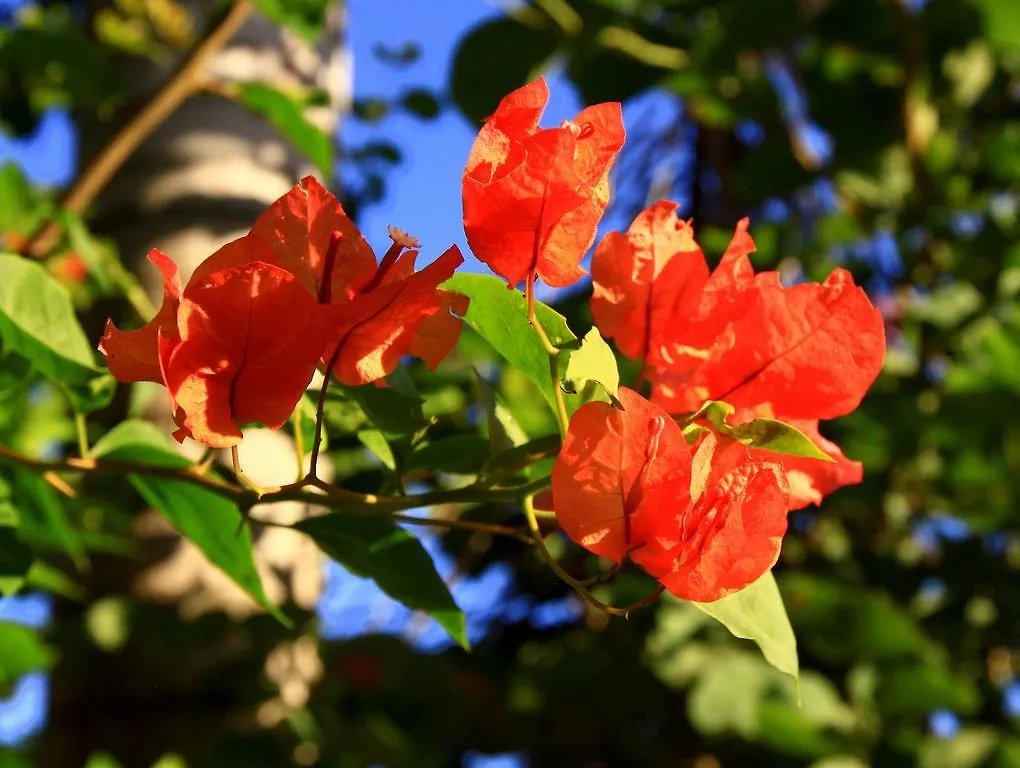Labellaventura Βίλα Las Galeras 0*,
