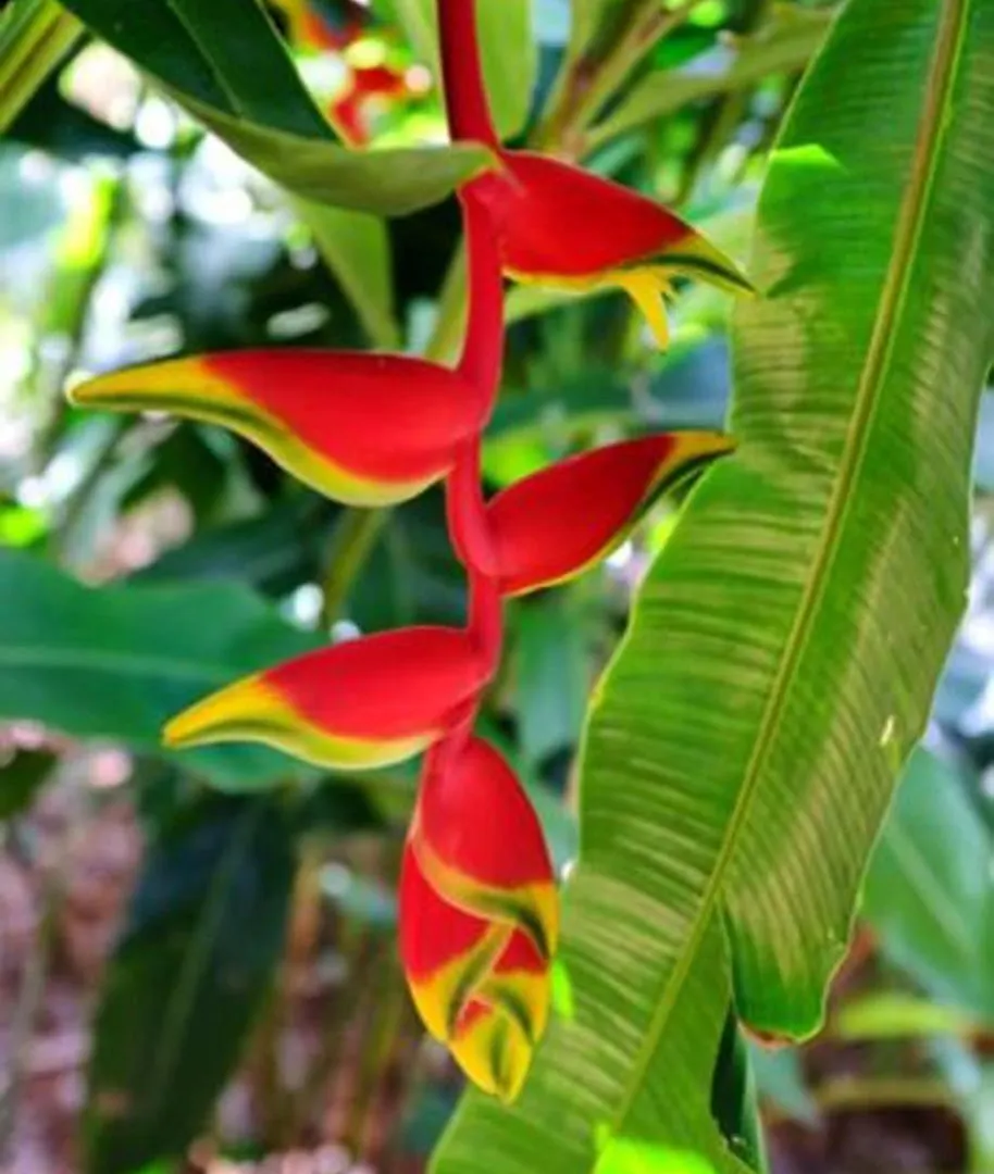 Labellaventura Villa Las Galeras Holiday home